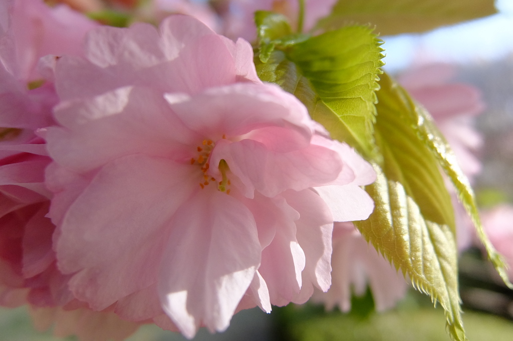 桜　八重紅虎の尾（ヤエベニトラノオ）