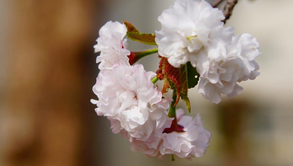 シリーズ桜14：ヒナギクサクラ（雛菊桜）