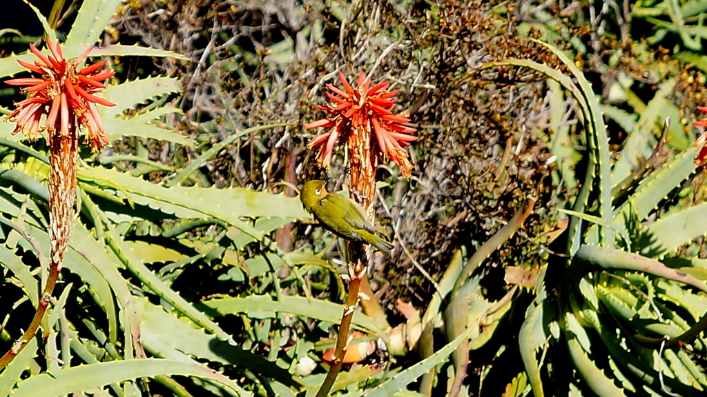 メジロwithアロエ (2)