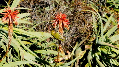 メジロwithアロエ (2)