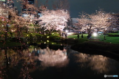 ヒルズ夜桜-2 ヒルズ夜桜-2