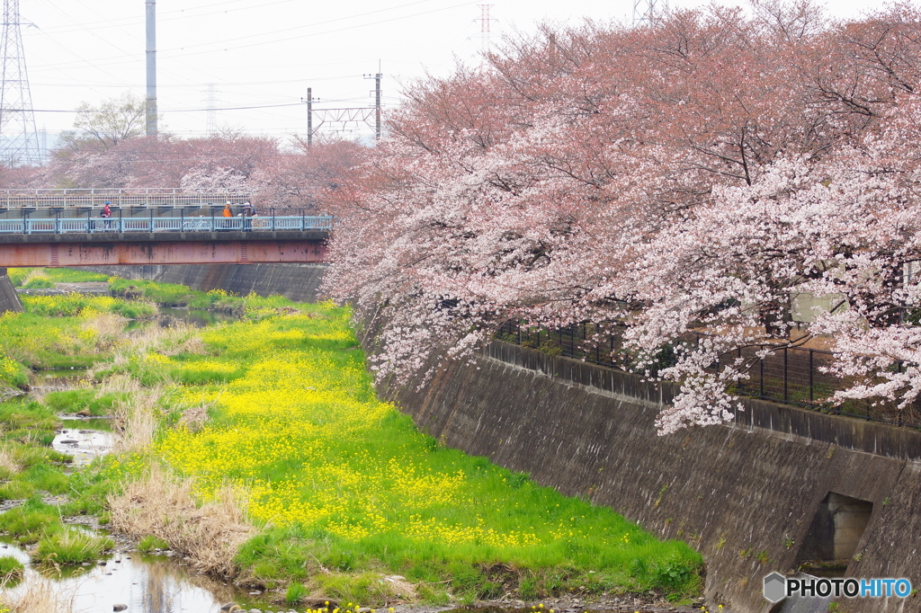 立川・残堀川の春