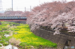 立川・残堀川の春
