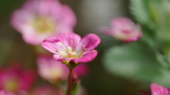 春の花たちをマクロで－１