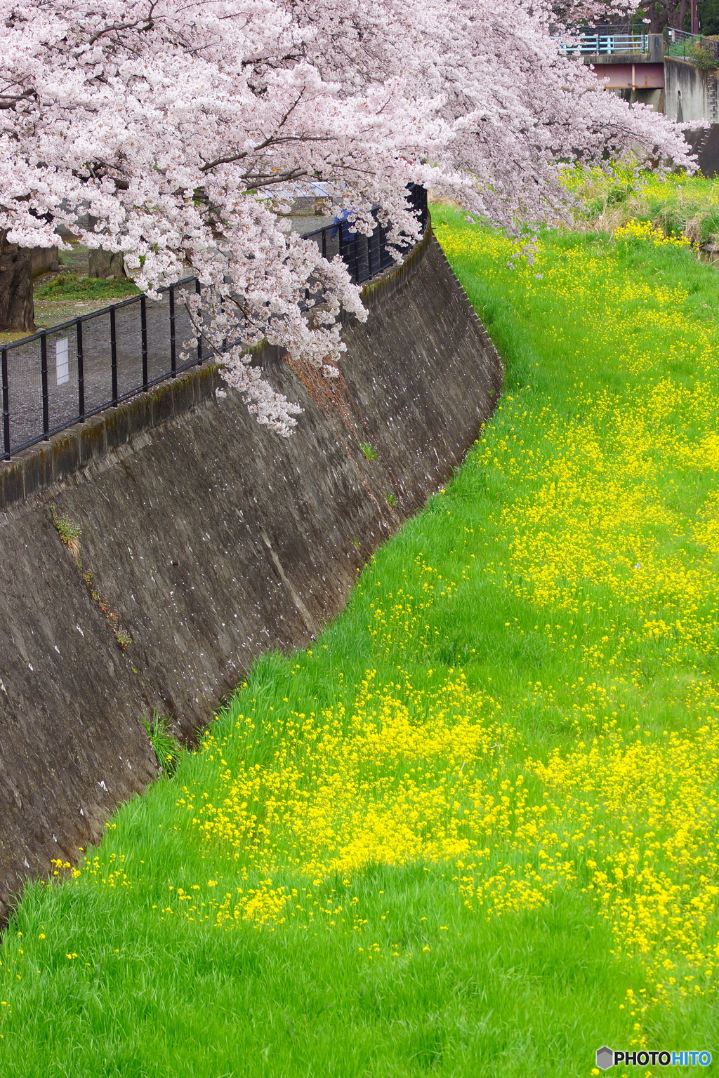春の散歩道にて。
