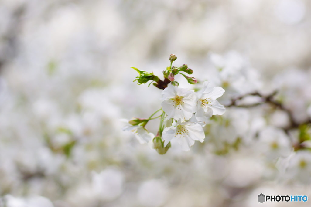 山桜