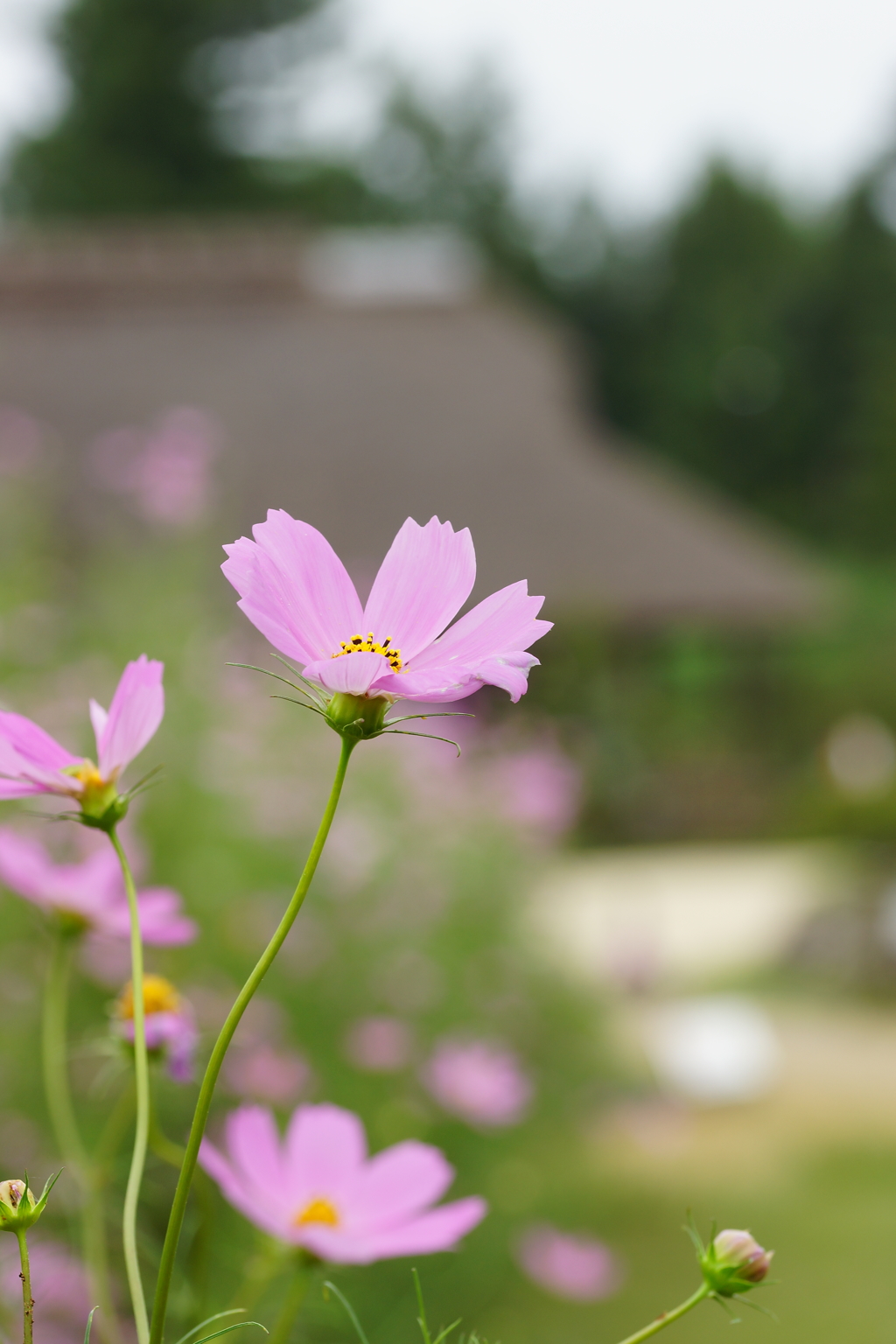 ビューティフルＪＡＰＡＮ的な