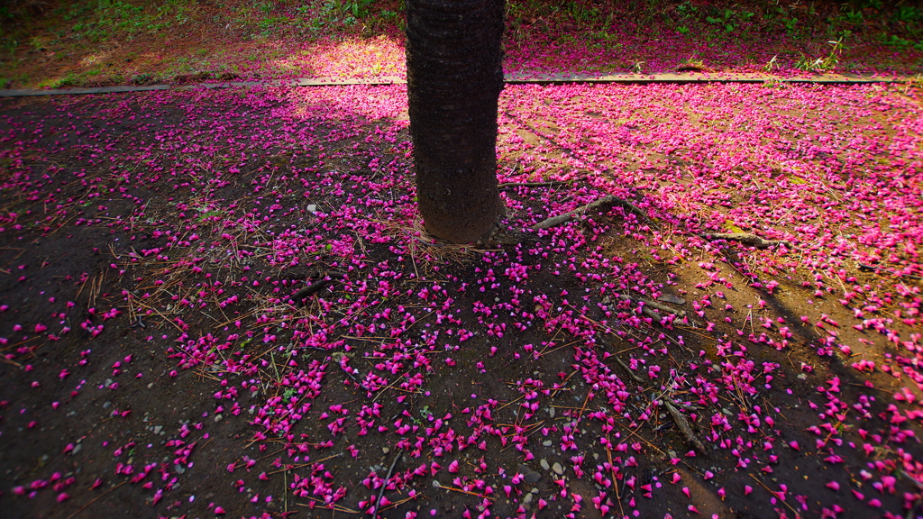 シリーズ桜5：散り際（カンヒサクラ）