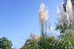 20151104 昭和記念公園 (207)