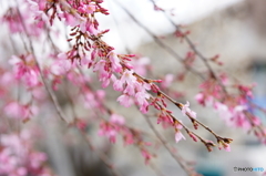 枝垂桜