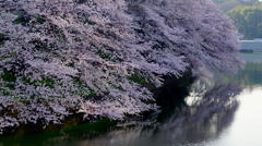桜滝