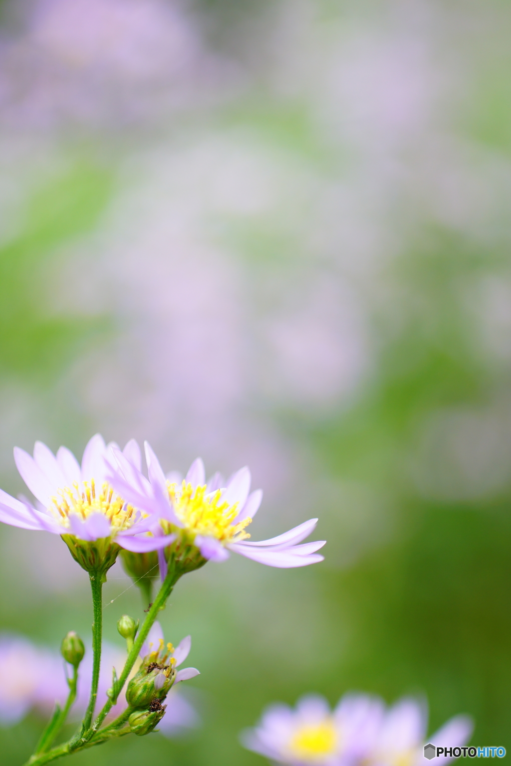 シオンという名の花