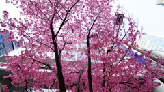 シリーズ桜1：オカメサクラ日本橋の春