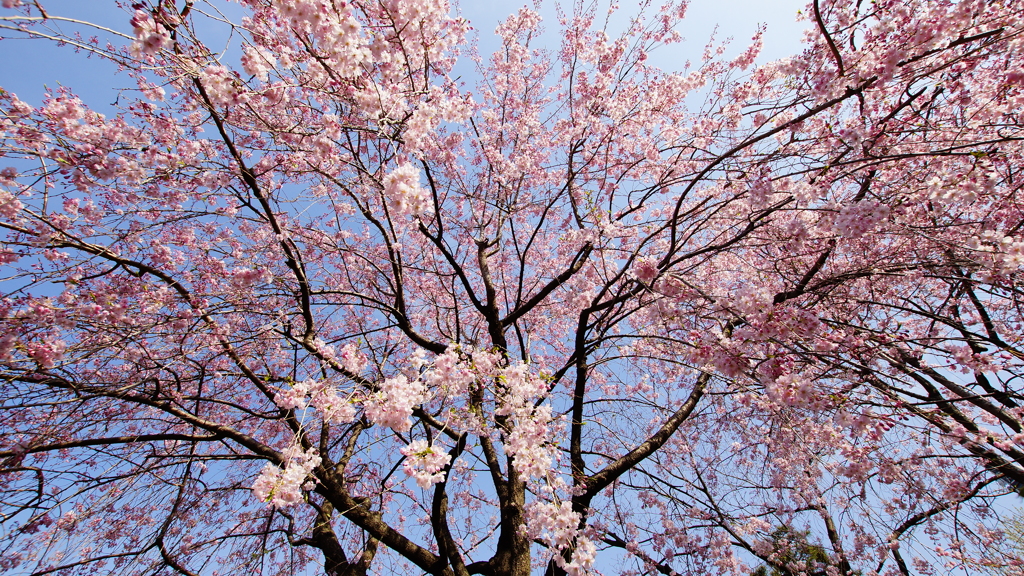 シリーズ桜19：ヤエベニシダレ（八重紅枝垂）