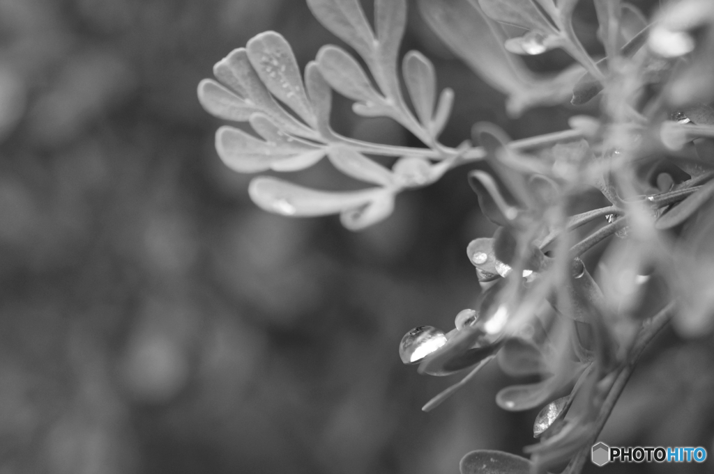 ｌｅａｆ