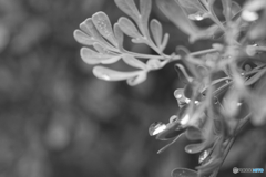 ｌｅａｆ