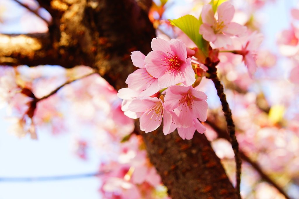 シリーズ桜3：シュゼンジカンザクラ（修善寺寒桜）