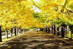 yellow arch