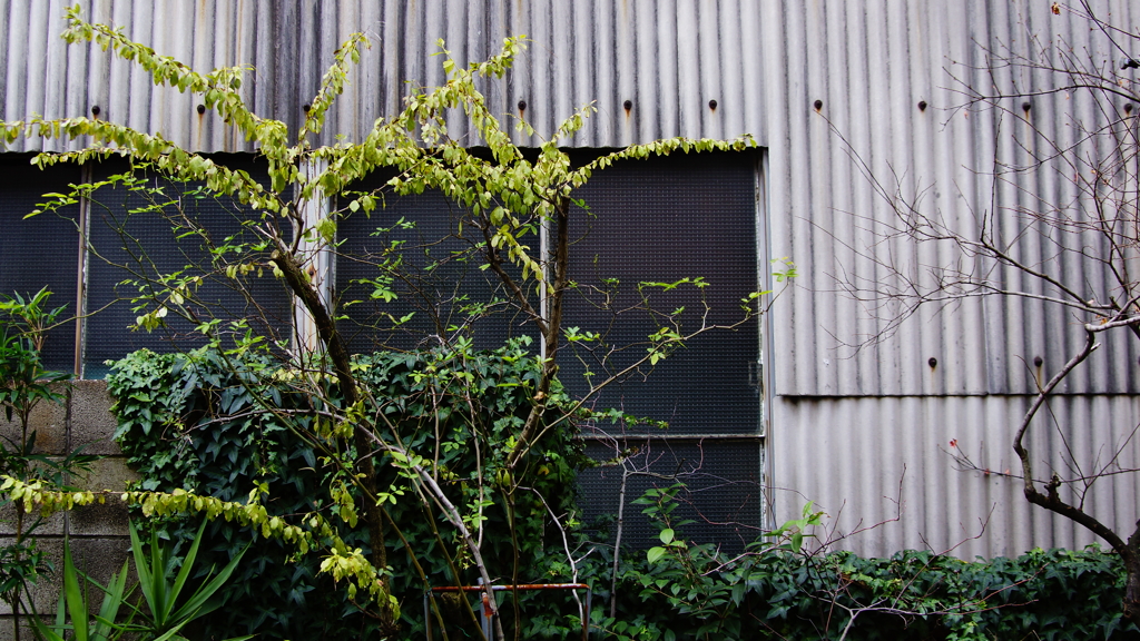 quiet color#301