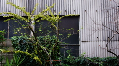 quiet color#301