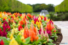 昭和記念公園カナール