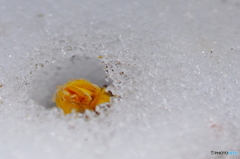 雪を押しのける春の力