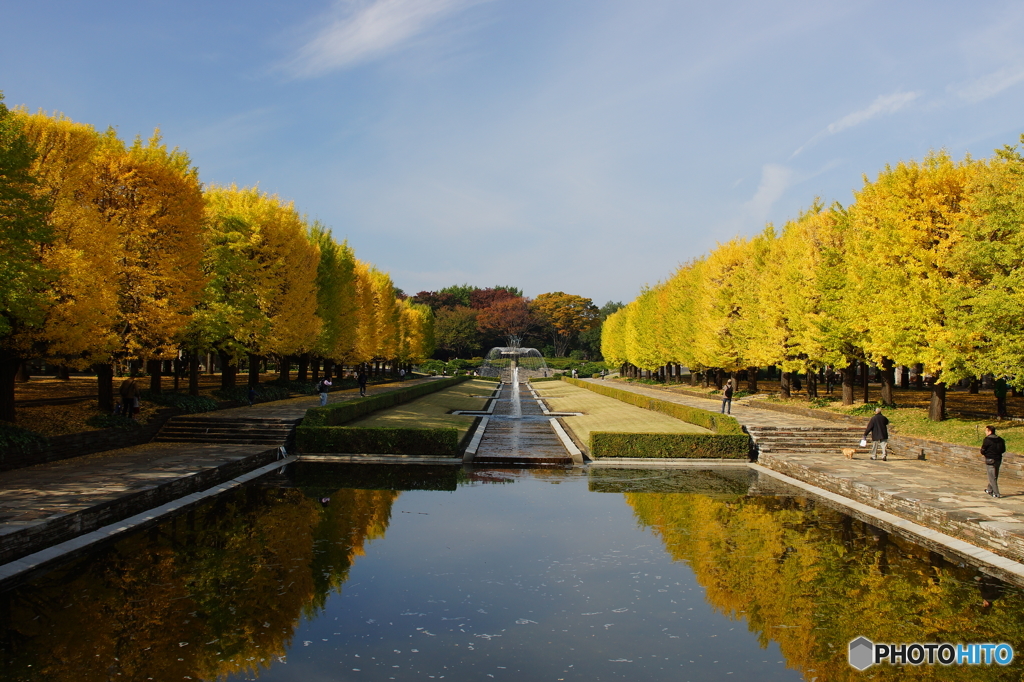 20151107昭和記念公園 (8)