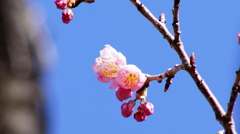 シリーズ桜：ツバキカンザクラ（椿寒桜）