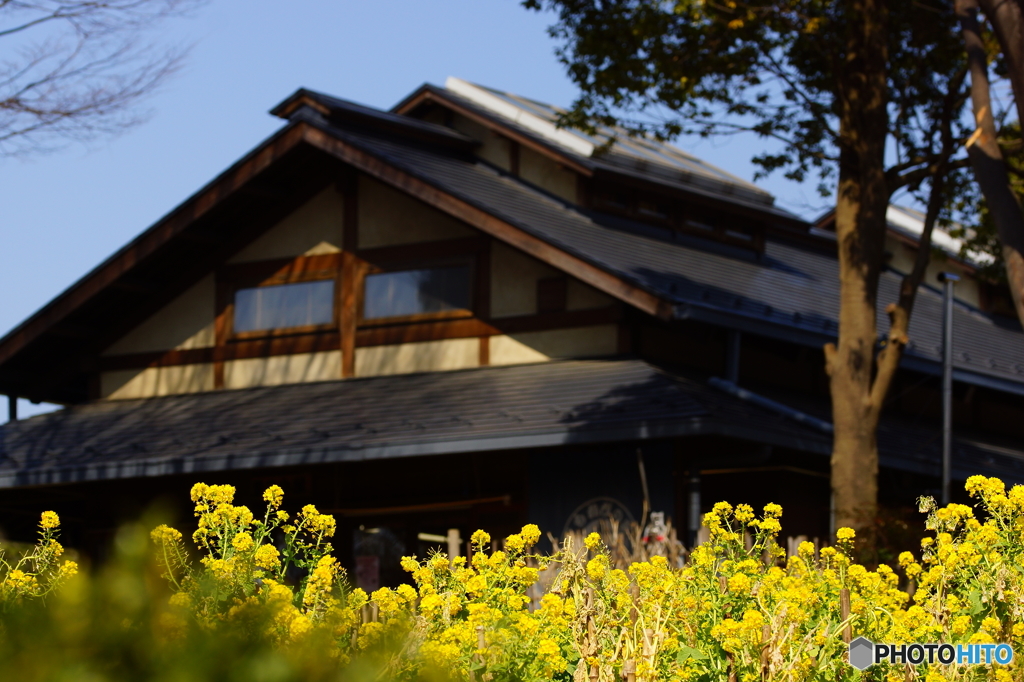 母屋前の菜の花