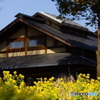 母屋前の菜の花
