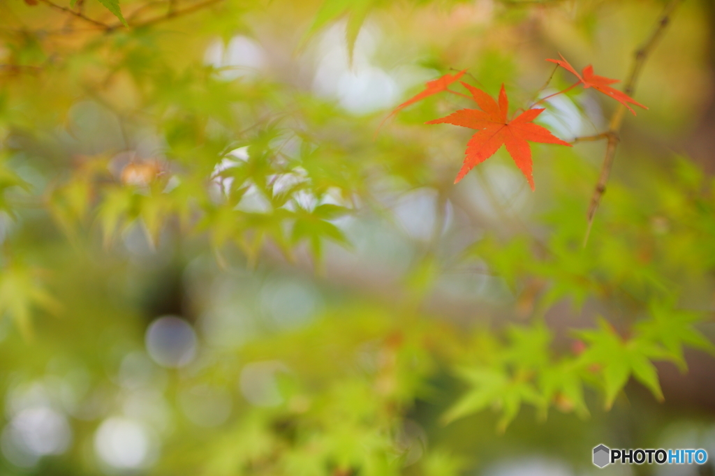 20151107昭和記念公園 (104)