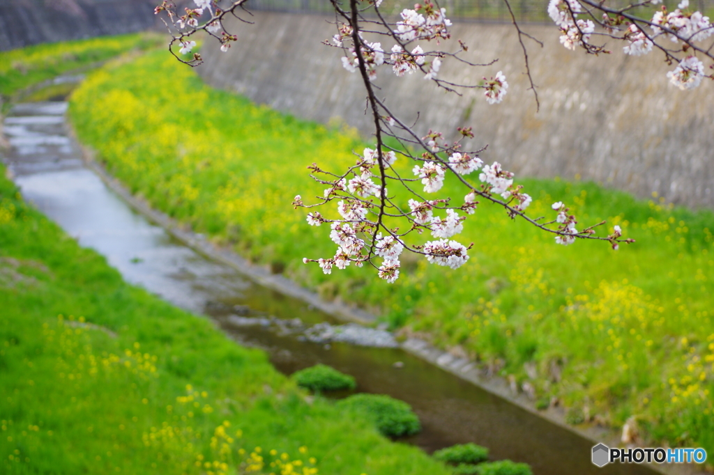 春の小川