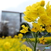 都会に花を