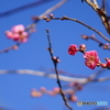 梅まで咲いてた