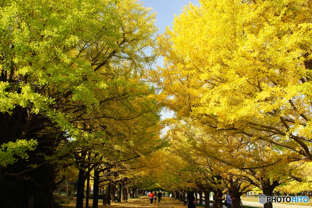 20151107昭和記念公園 (10)