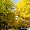 20151107昭和記念公園 (10)