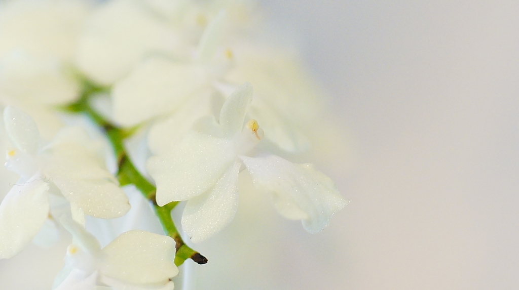 at the Orchid Exhibition (9)