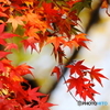 20151121  昭和記念公園-秋 (88)