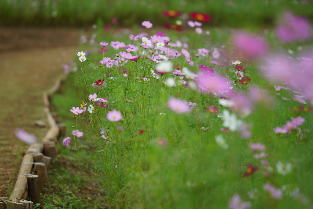 秋桜咲く小道