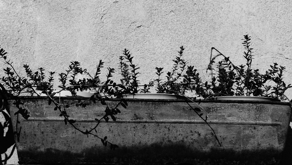 quiet color#229
