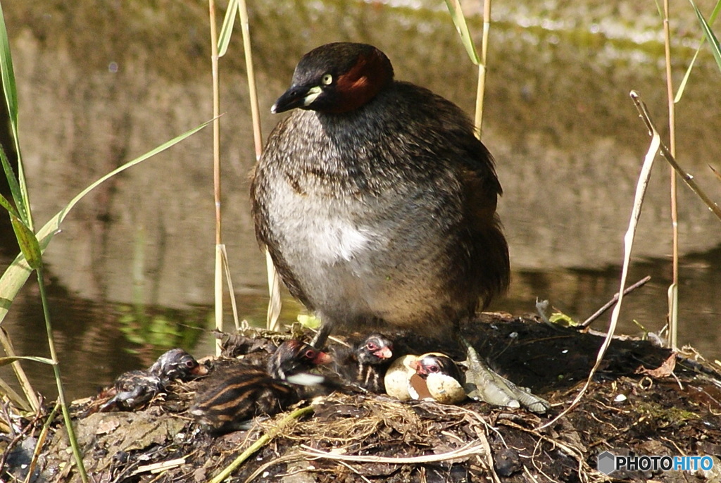 鳥の親子～カイツブリ４羽目産まれた直後
