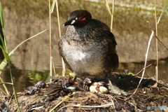 鳥の親子～カイツブリ４羽目産まれた直後