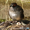 鳥の親子～カイツブリ４羽目産まれた直後