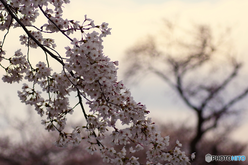 夕暮れ時の桜