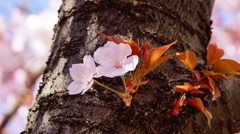 シリーズ桜20：ムラサキサクラ（紫桜）