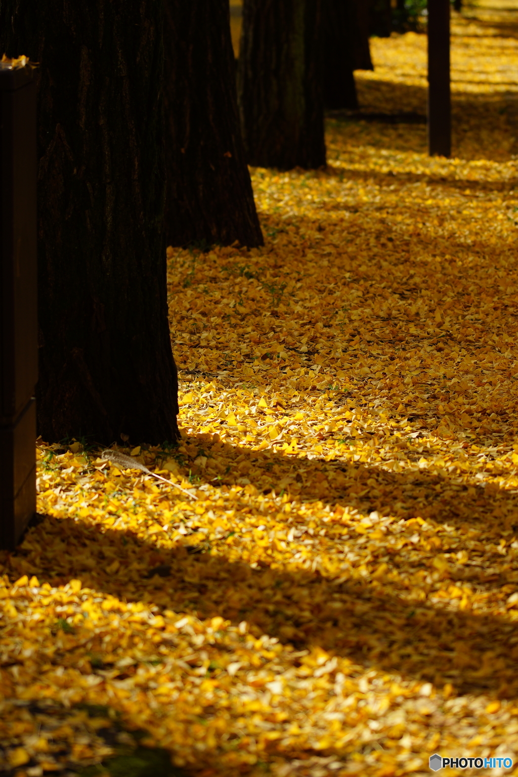 黄金絨毯～golden　carpet