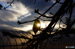 太陽、捉えた。
