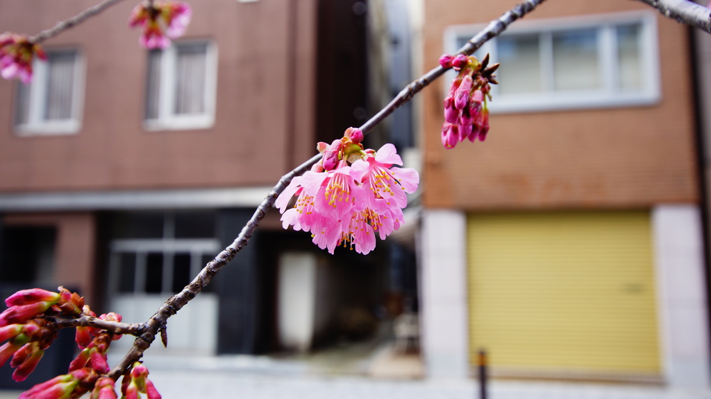東京・日本橋に桜が咲いたよ-1