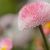 春の花たちをマクロで－３