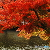 20151121  昭和記念公園-秋 (157)